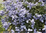 California lilac