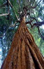 Coastal redwood tree
