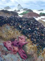 Tidepool with abundant sea stars and mussels