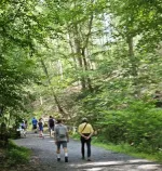 Nolde Forest 
