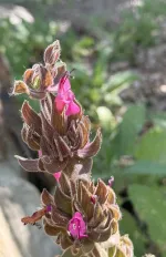 Hummingbird Sage