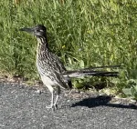 Road Runner