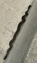 Diamond Back Rattlesnake