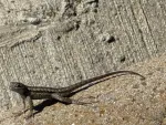 Western Fence Lizard