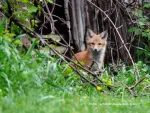 Red fox