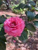 Botanical Gardens 