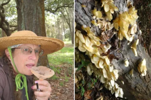 mushroom
