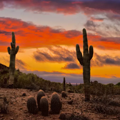 A photo of the desert in Arizona during the sunset showing saguaros and mountains in the background