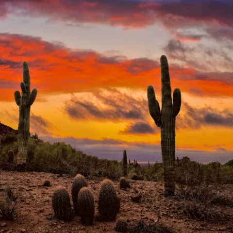 A photo of the desert in Arizona during the sunset showing saguaros and mountains in the background