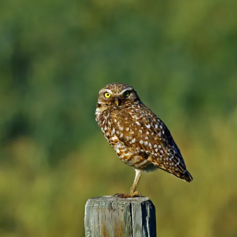Photo of a burrowing owl stand on top of a wooden poll.