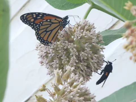 Milkweed with monarch butterfly, by Nick Graceffa