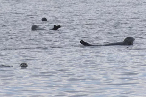 Seals at Sandy Hook