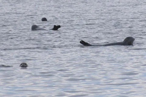 Seals at Sandy Hook