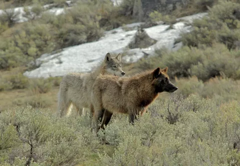 wolves