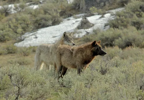 wolves