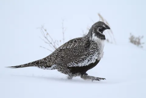 sage grouse