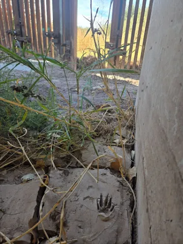 A muddy pawprint pointing towards an opening in the US-Mexico Border wall