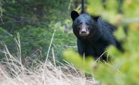 bear
