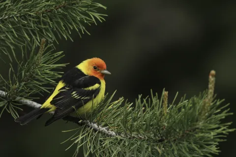 Bird photo by Timothy C Mayo