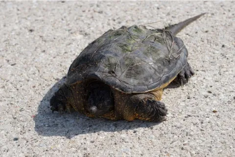 Turtle for biodiversity report