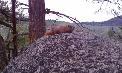Marmot photo by Zack Waterman