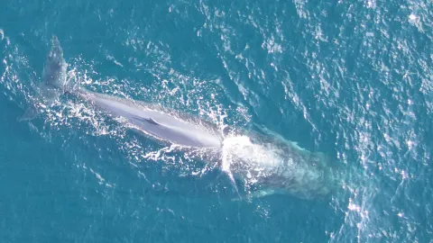 Rice's Whale
