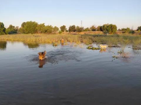 Cooling off in the clear waters of the lower Kern River in Bakersfield