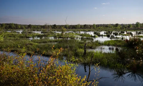 Pinebarrens