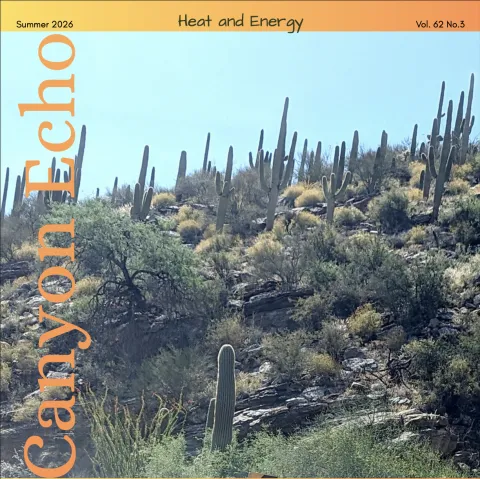 a hillside covered in Saguaro Cactus with the sun at high noon