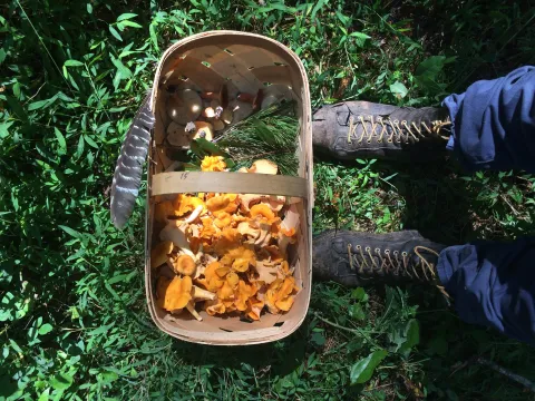 a basket of chanterellle mushrooms on the ground with feet in boots