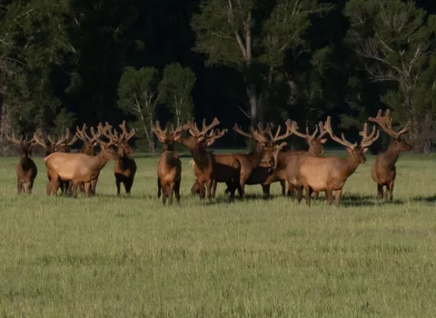 Elk at Yellowstone
