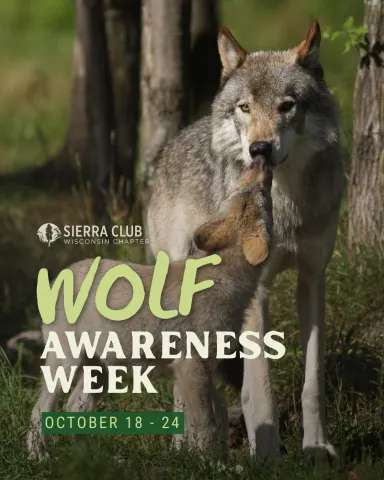 Wolf Awareness Week