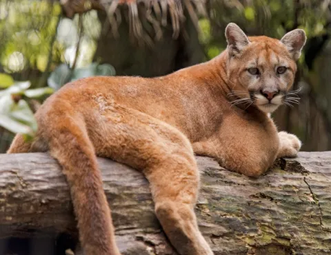 issue_panther protection.jpg