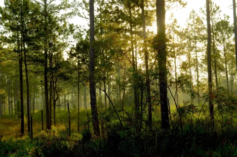 ocala forest James Brown.jpg