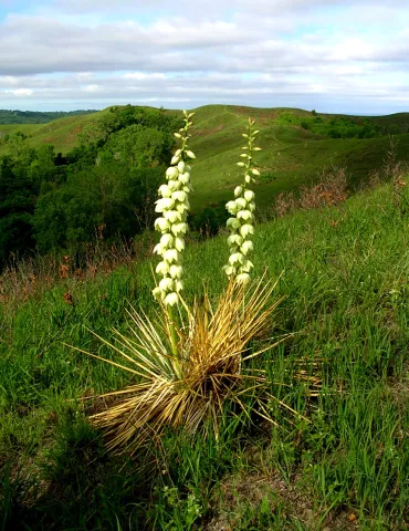 yucca_by_ginger_cropped_6-07.jpg