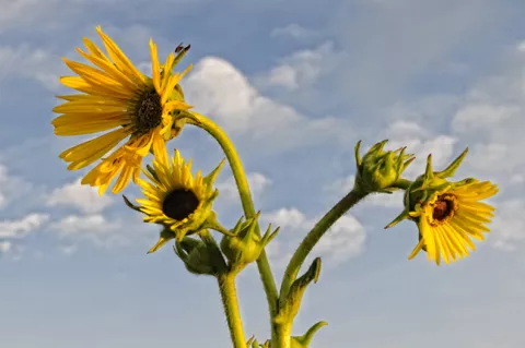 Compass_Plant_DooLittle_GDT - Copy.jpg