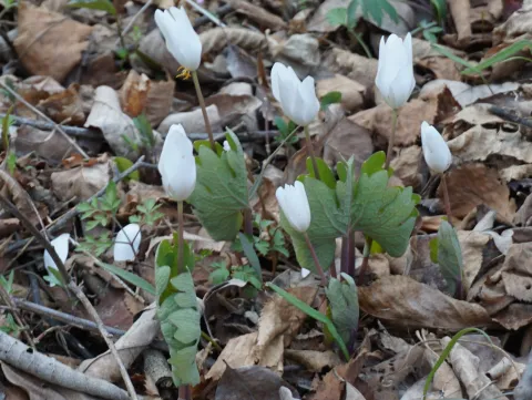 Bloodroot.jpg