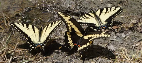 swallowtails.jpg