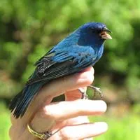 Warner Park Bird.jpg