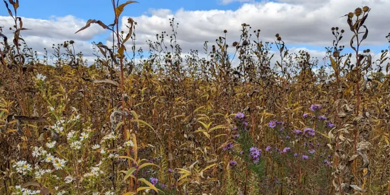 A landscape photo of Engeldinger Marsh in Maxwell, Iowa, near Des Moines.