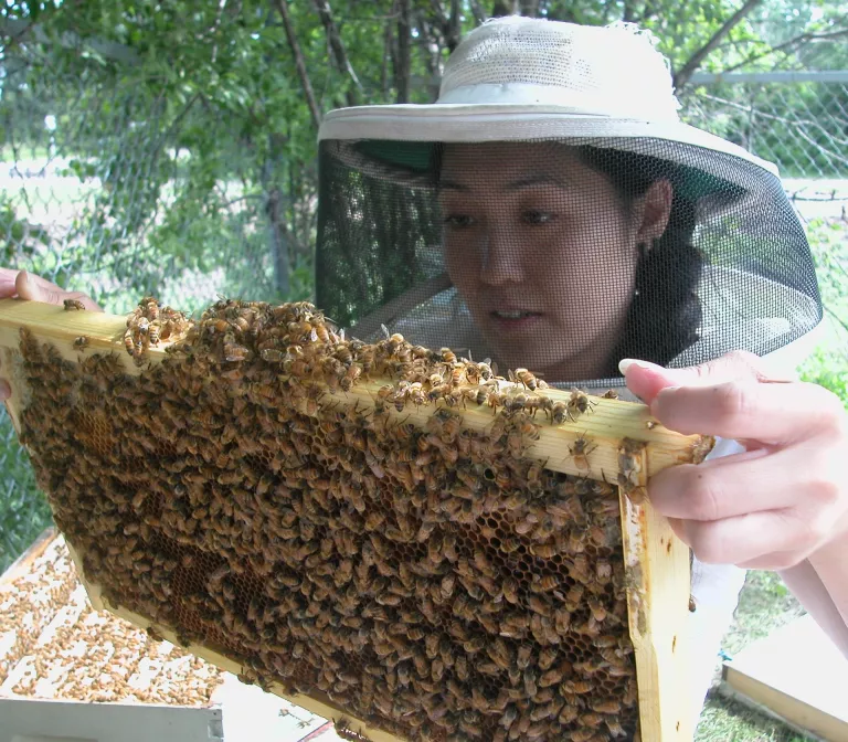 Beekeeper with protective hat holding bee swarm