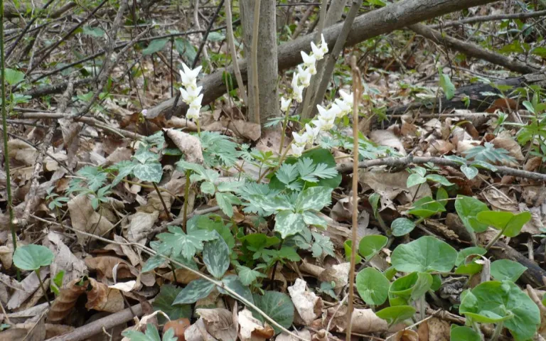 Dutchman's Breeches