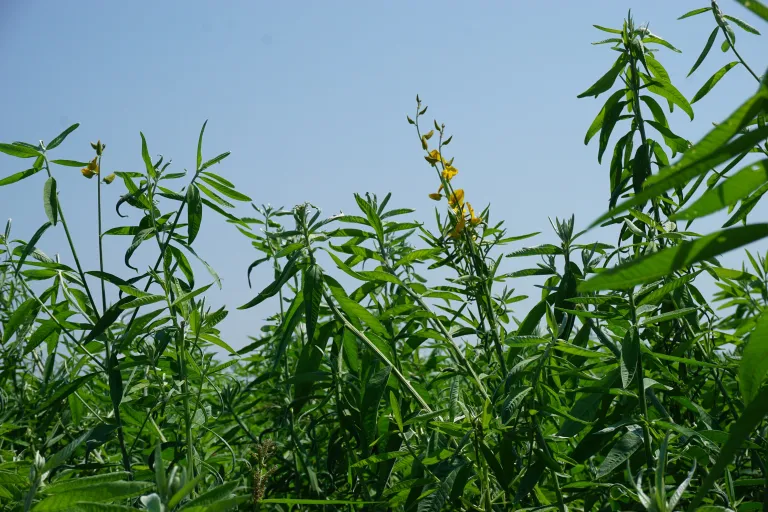 Sunn hemp, growing on LaVerne Johnson's farm