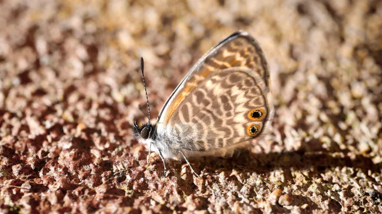 Marine Blue Butterfly Southern California