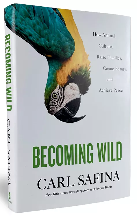 Becoming Wild