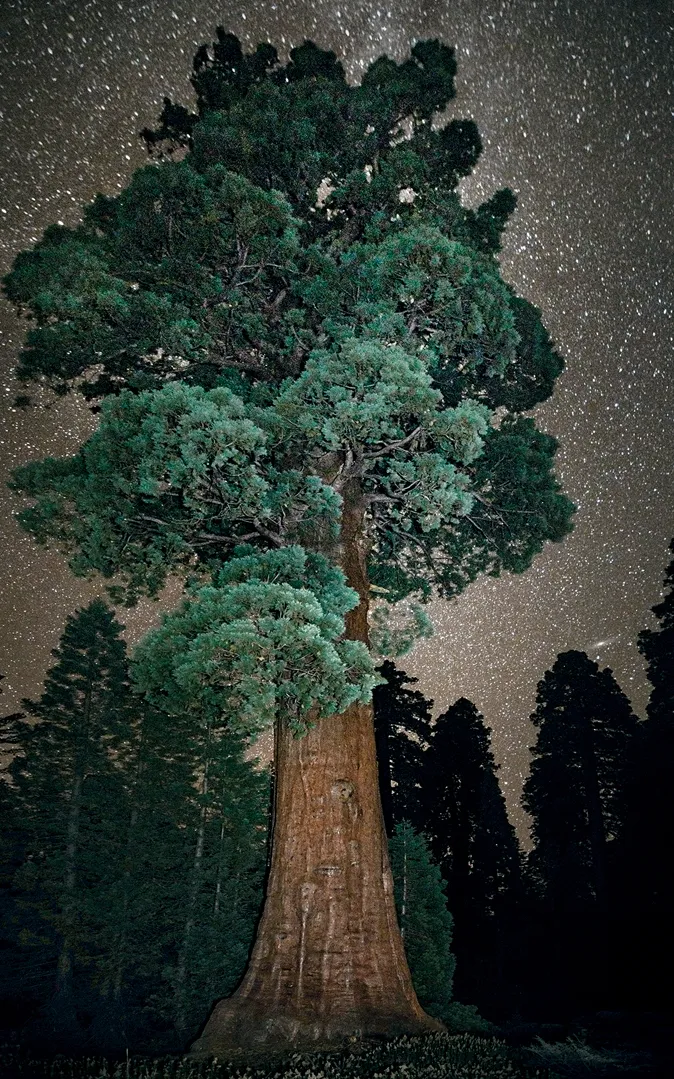 giant sequoia