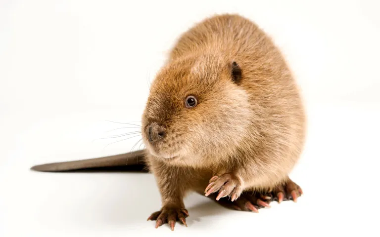 Beaver