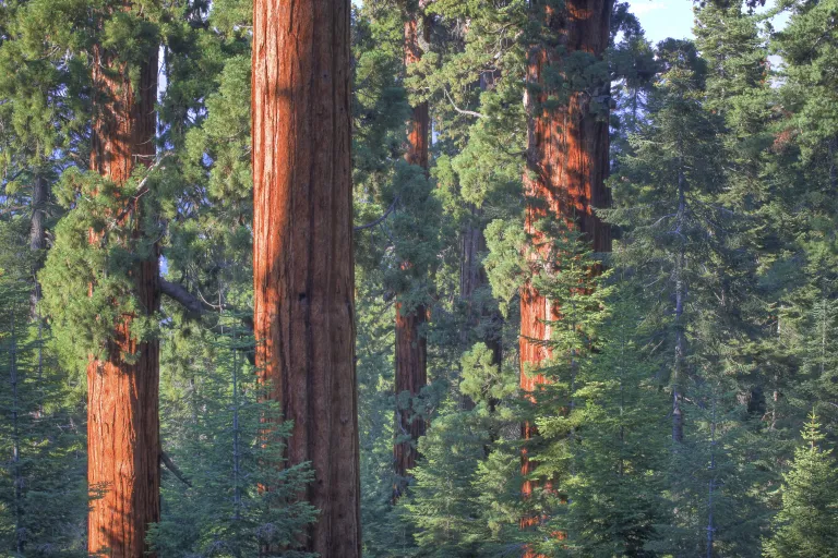 Sequoia trees in a dense forest