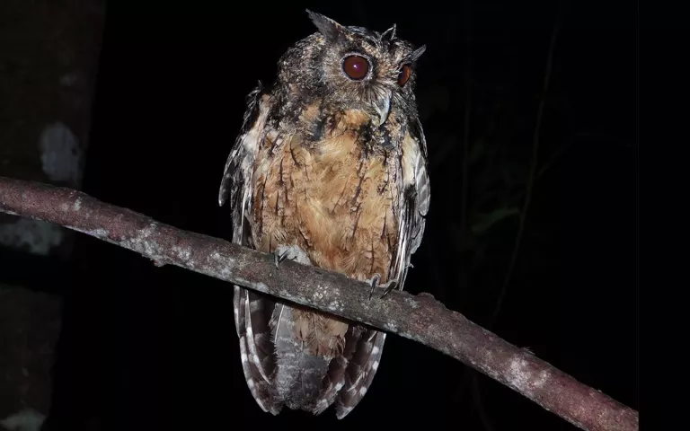 Owl on a branch at night