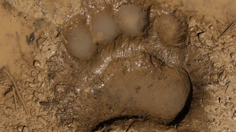 Black bear track in mud
